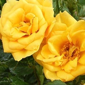 Meet your Posher, Riley